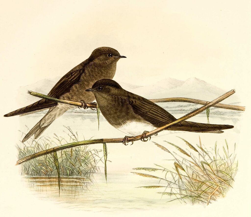 Brown-throated Martin