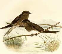 Brown-throated Martin