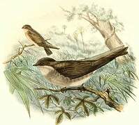 Brown-throated Martin