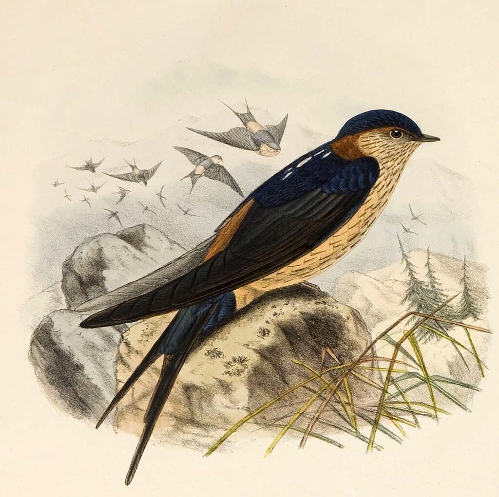 European Red-rumped Swallow