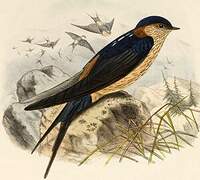 Red-rumped Swallow