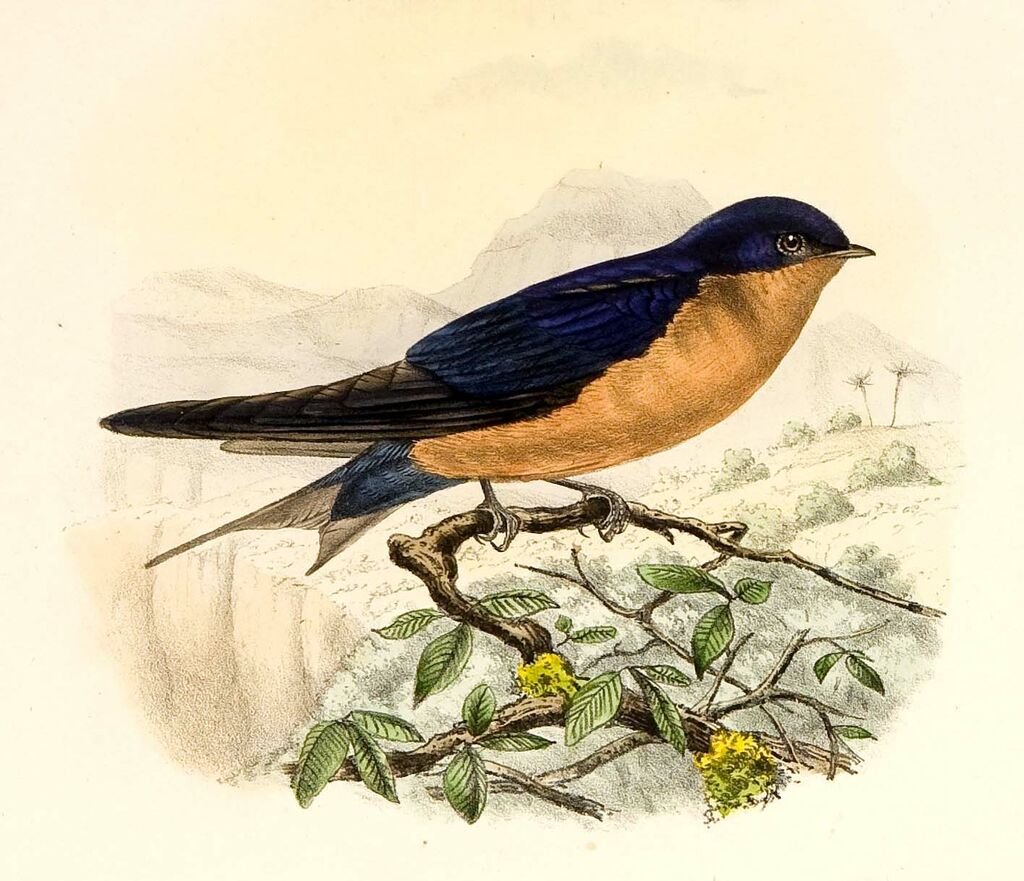 Black-and-rufous Swallow