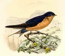 Black-and-rufous Swallow