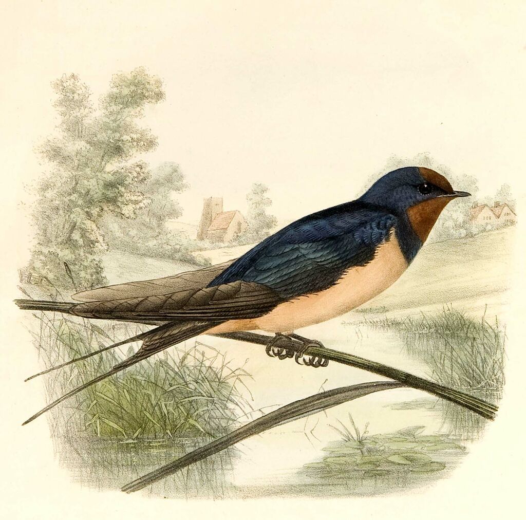 Hirondelle rustique