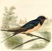 Barn Swallow