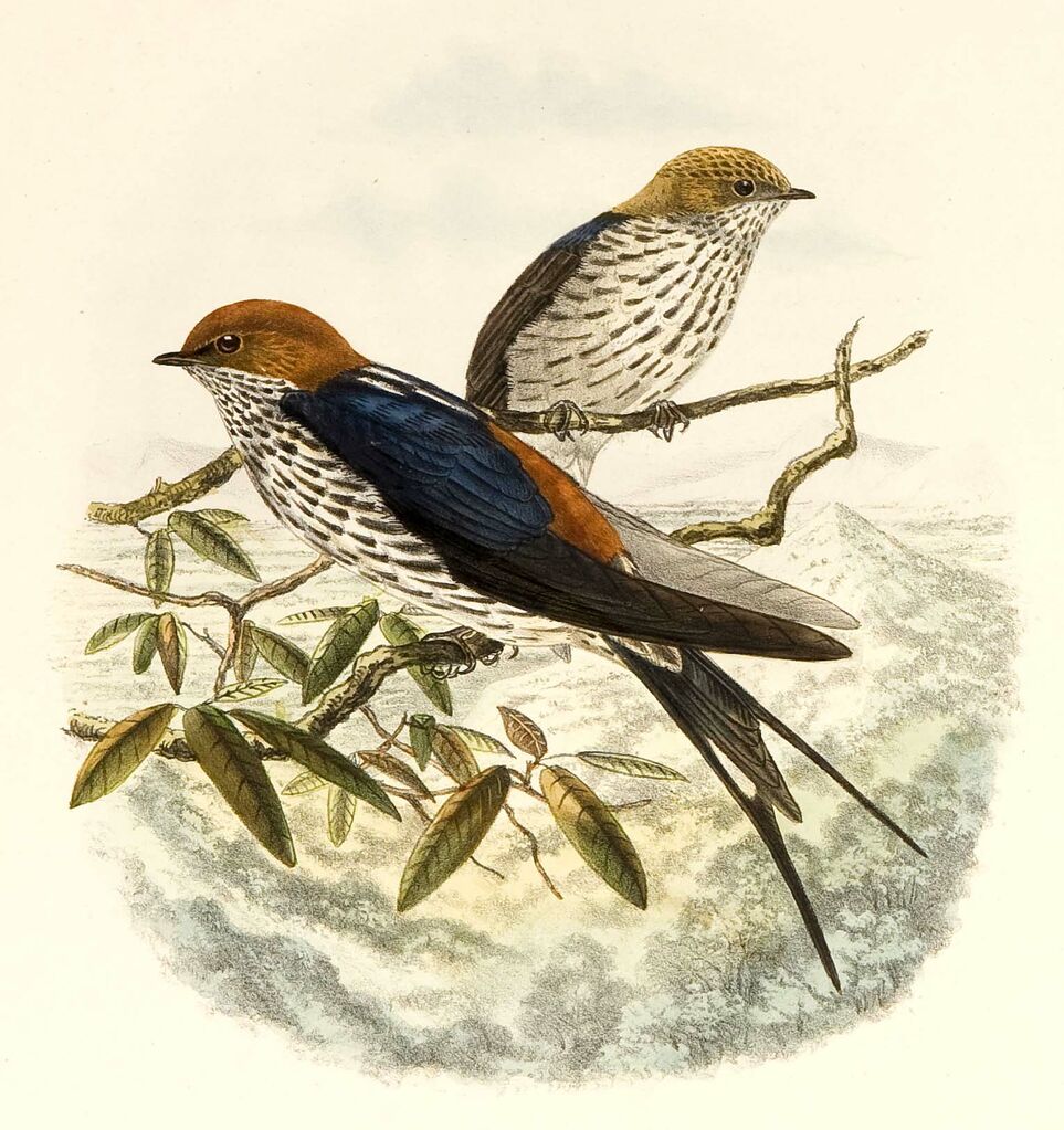 Lesser Striped Swallow