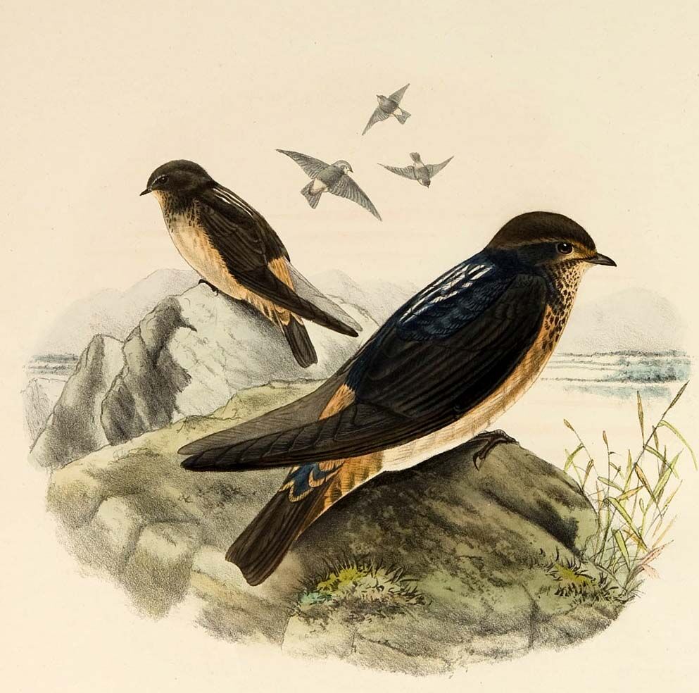 South African Cliff Swallow