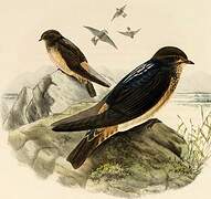 South African Cliff Swallow