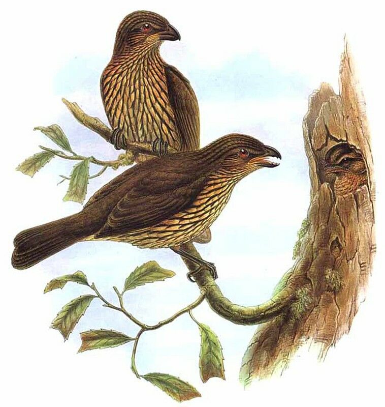 Tooth-billed Bowerbird