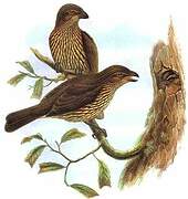 Tooth-billed Bowerbird