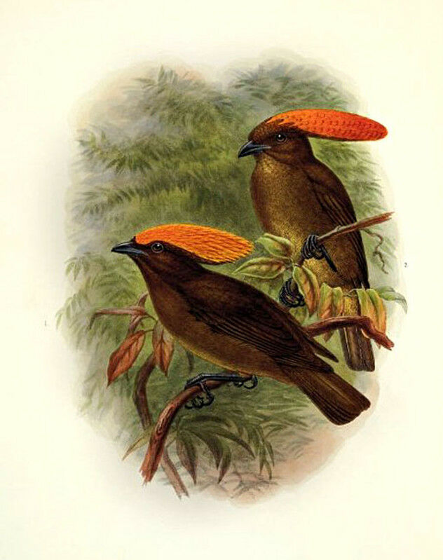 Golden-fronted Bowerbird