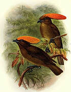 Golden-fronted Bowerbird