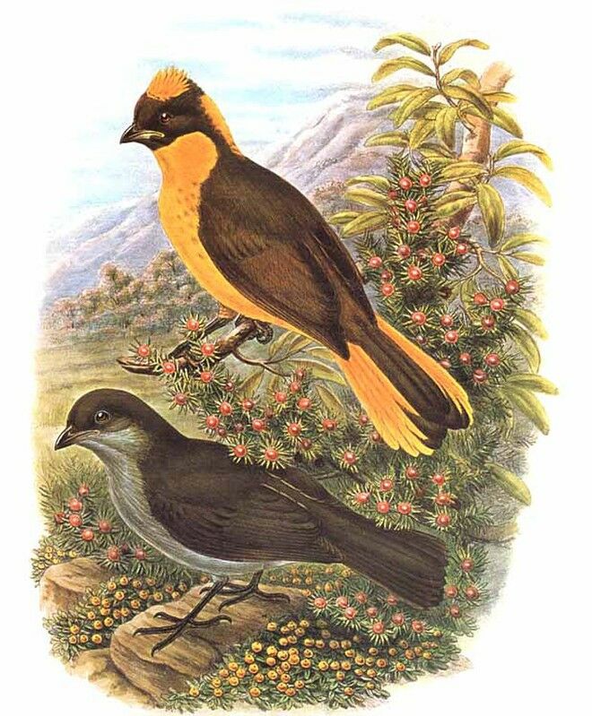 Golden Bowerbird