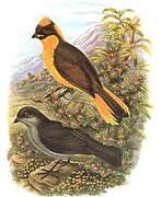 Golden Bowerbird