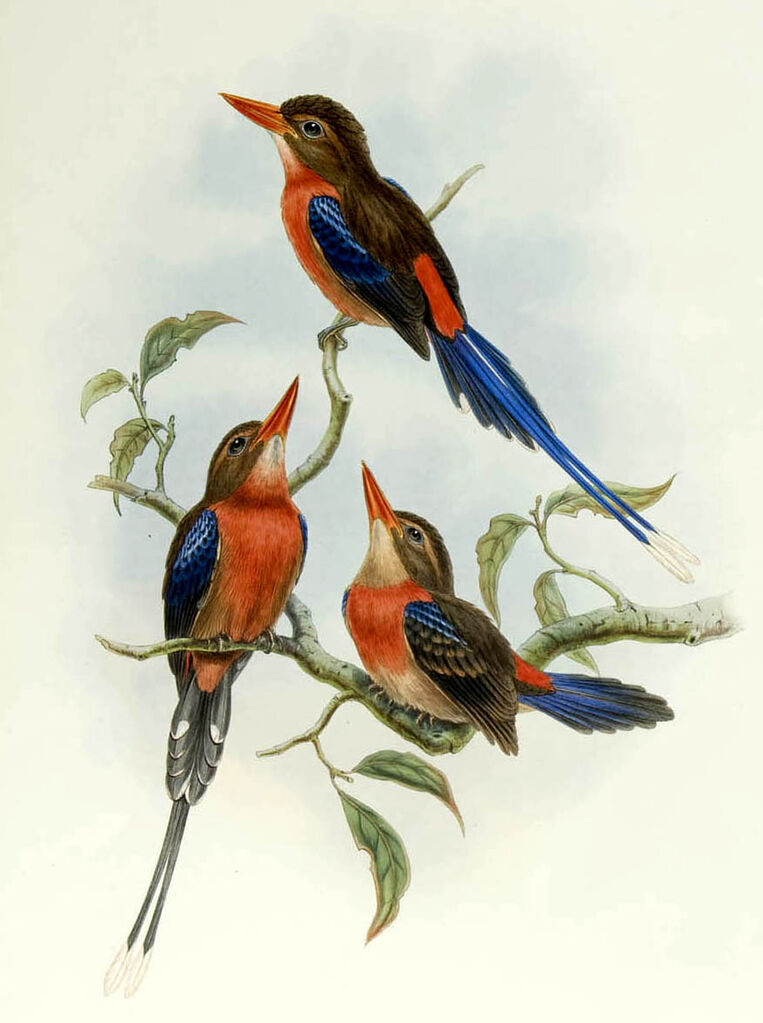 Brown-headed Paradise Kingfisher