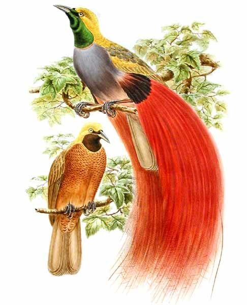 Goldie's Bird-of-paradise