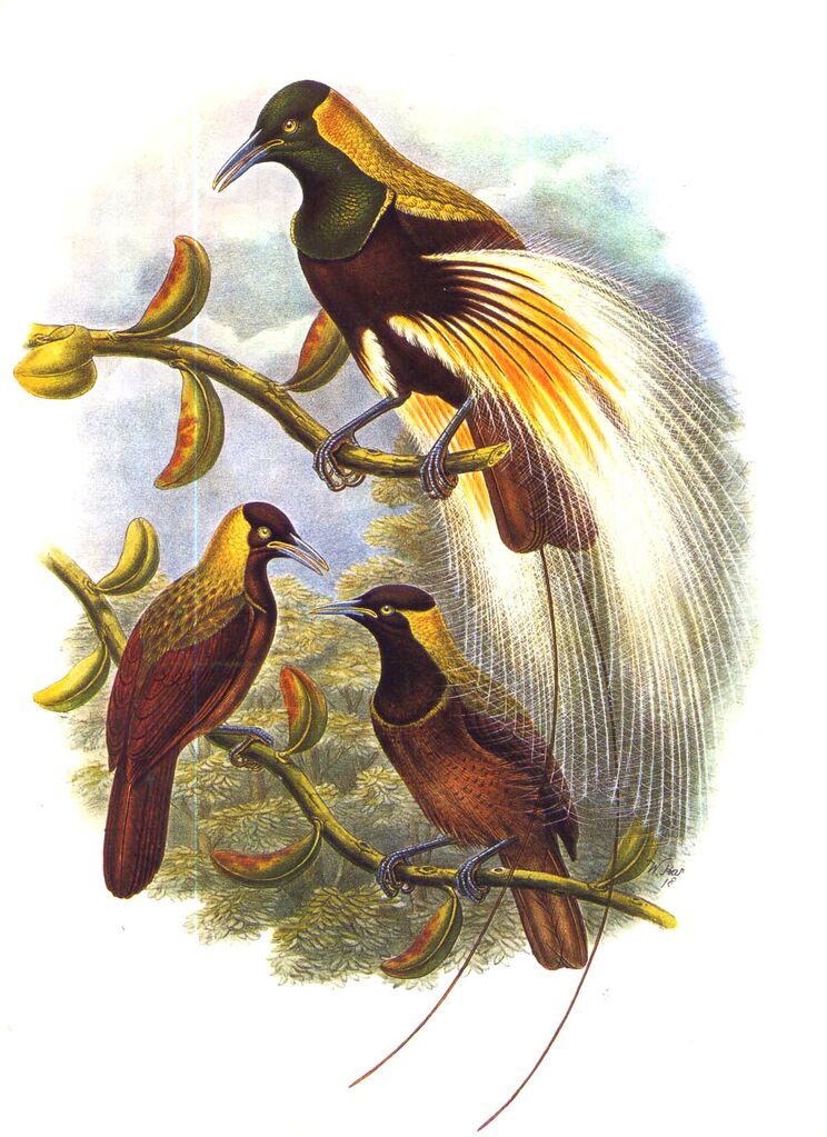 Emperor Bird-of-paradise