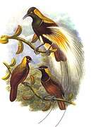 Emperor Bird-of-paradise