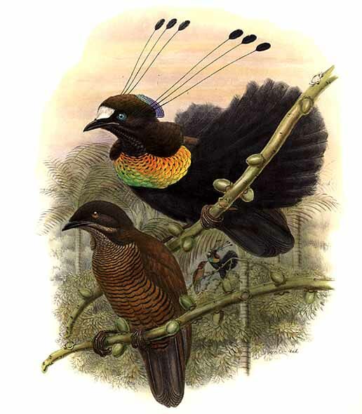 Lawes's Parotia