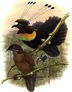 Lawes's Parotia