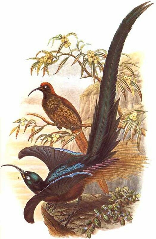 Brown Sicklebill