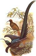 Brown Sicklebill