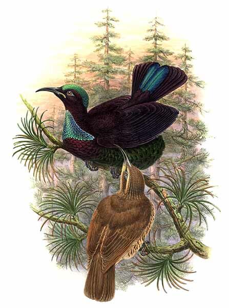 Victoria's Riflebird