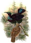 Victoria's Riflebird