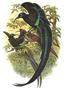 Black Sicklebill