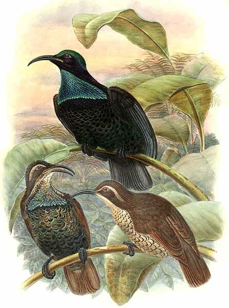 Paradise Riflebird