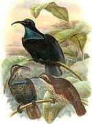 Paradise Riflebird