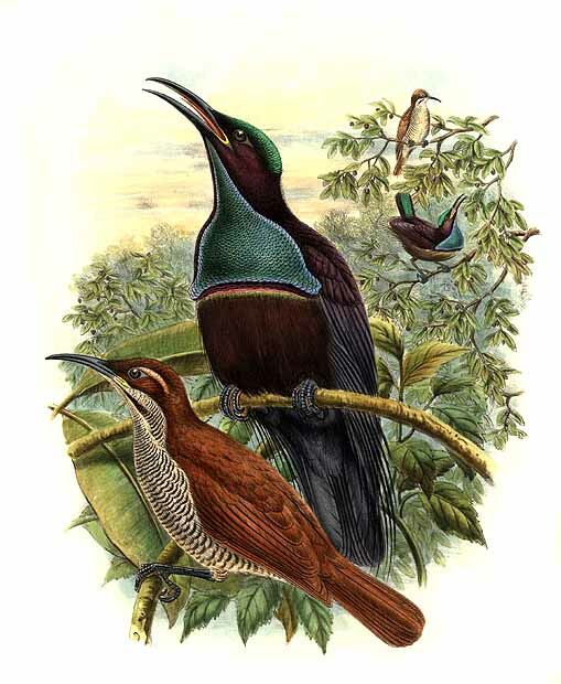 Magnificent Riflebird