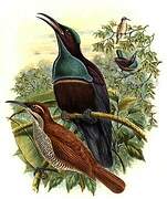 Magnificent Riflebird