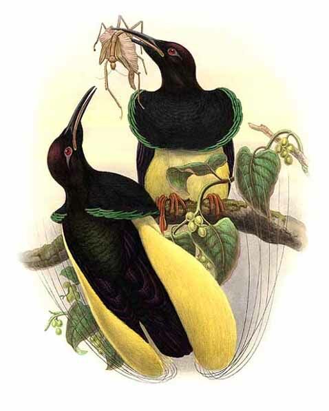 Twelve-wired Bird-of-paradise