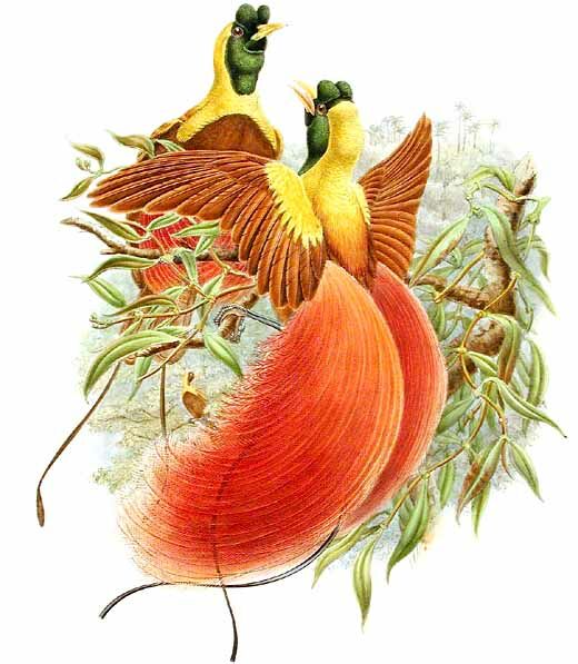 Red Bird-of-paradise