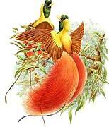 Red Bird-of-paradise