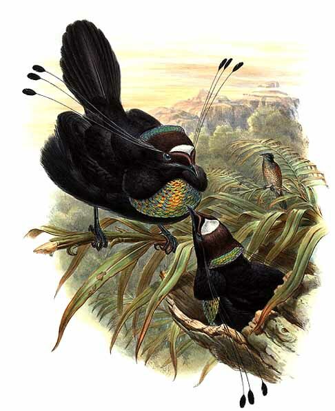 Western Parotia