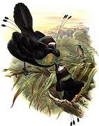 Western Parotia