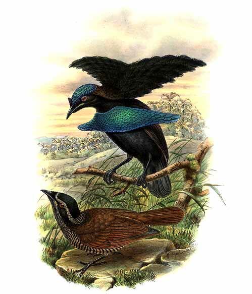 Vogelkop Lophorina