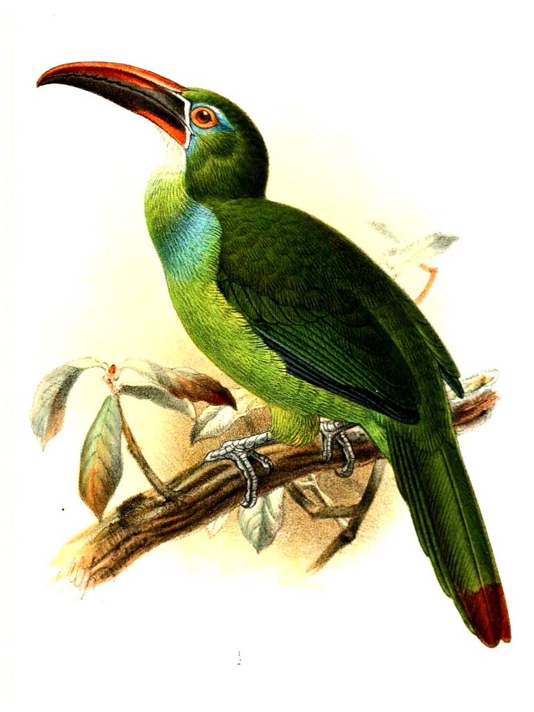 Toucanet de Whitely