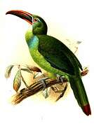 Toucanet de Whitely