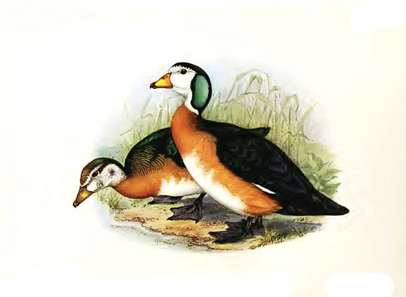 African Pygmy Goose