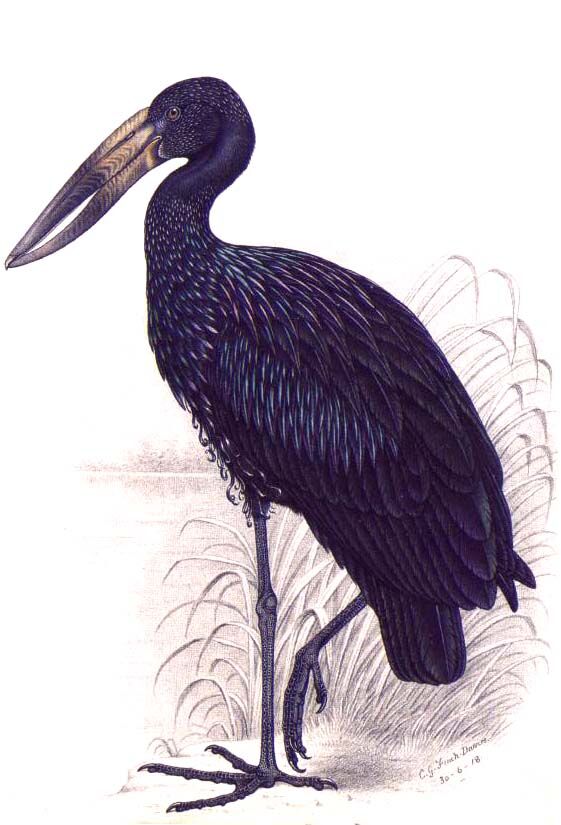 African Openbill