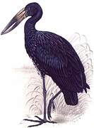 African Openbill