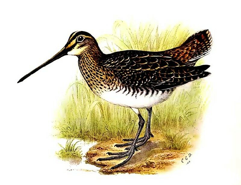 African Snipe