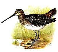 African Snipe