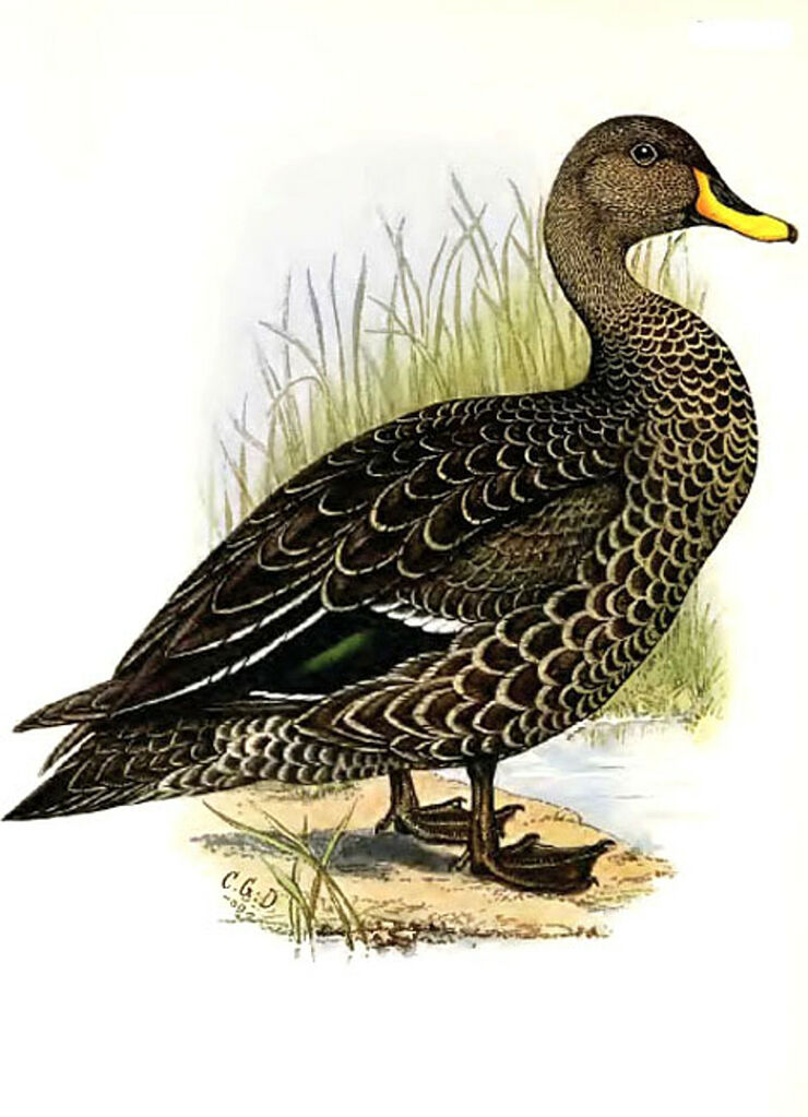 Yellow-billed Duck, identification