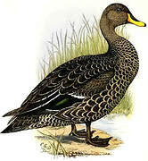 Yellow-billed Duck