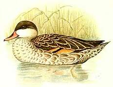 Red-billed Teal