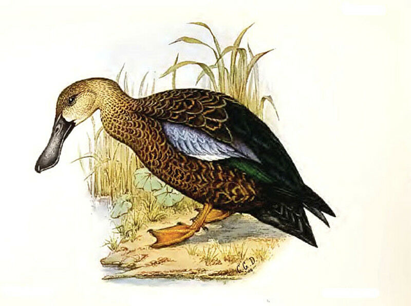 Cape Shoveler